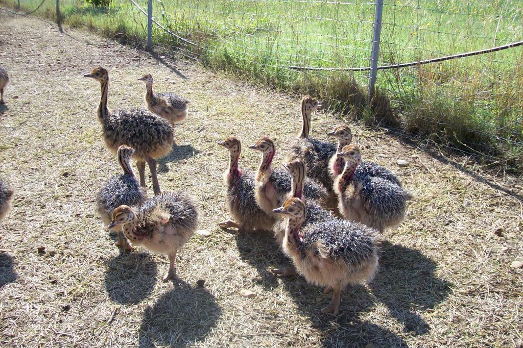 Les Roulottes-Gites De La Ferme De L'Autruche Dromoise Livron-sur-Drôme Zewnętrze zdjęcie