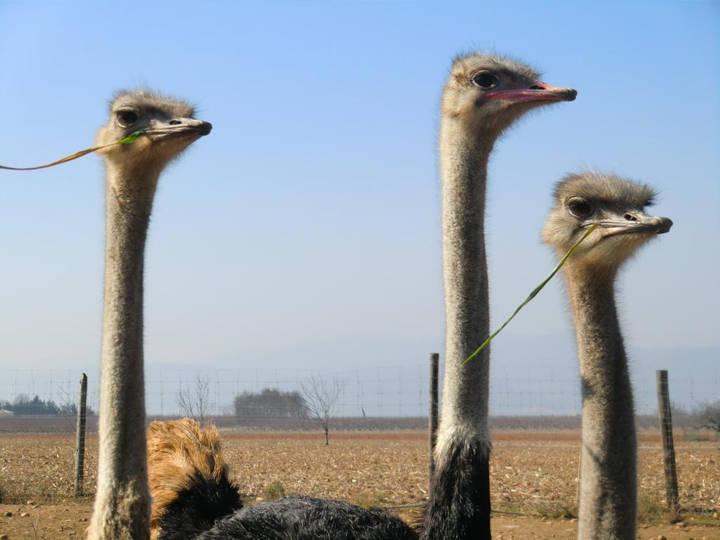 Les Roulottes-Gites De La Ferme De L'Autruche Dromoise Livron-sur-Drôme Zewnętrze zdjęcie